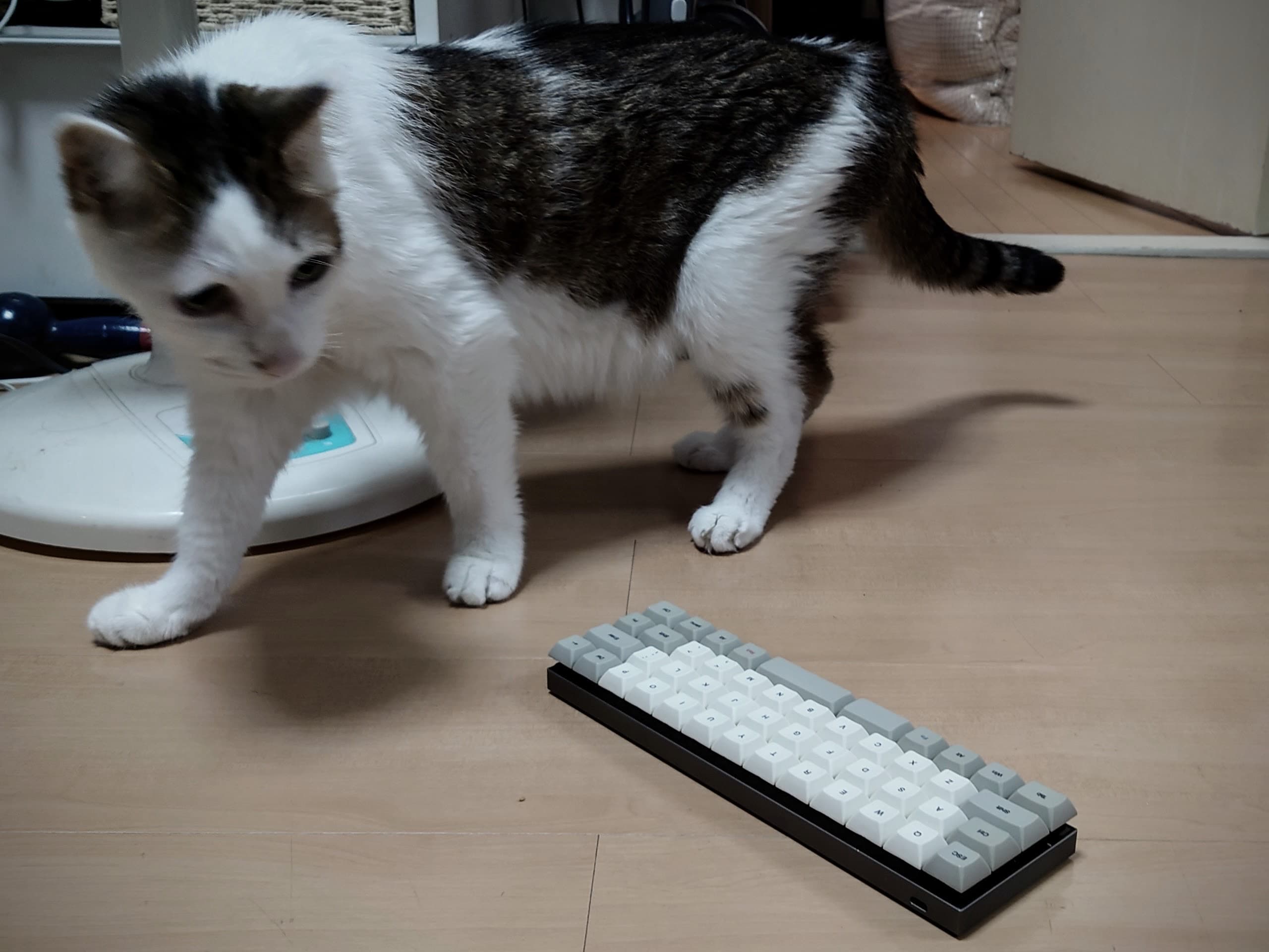 猫とキーボード